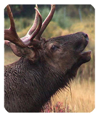 DF35-313 Gone Hunting (Elk)